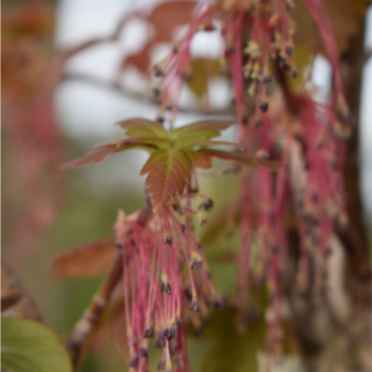 Acer negundo ‘Sensation’ 2