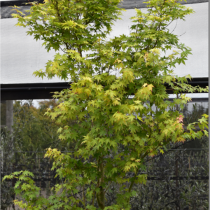 Acer palmatum (Japanese Maple)