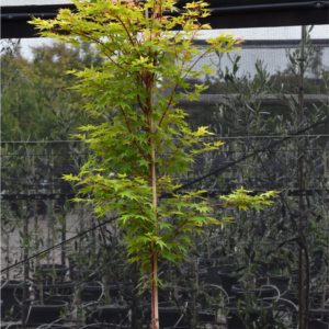 Acer palmatum ‘Sango Kaku’ (Coral Bark Maple)