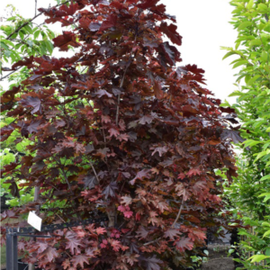 Acer platanoides (Crimson Sentry)