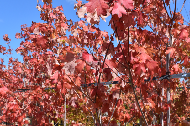 Acer × freemanii ‘Autumn Blaze’ (Jeffersred) 2