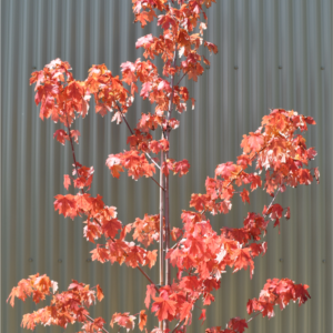 Acer × freemanii ‘Autumn Blaze’ (Jeffersred)