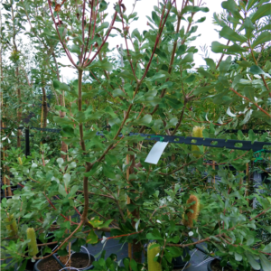 Banksia integrifolia