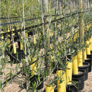 {Olive} Olea europaea Frantoio