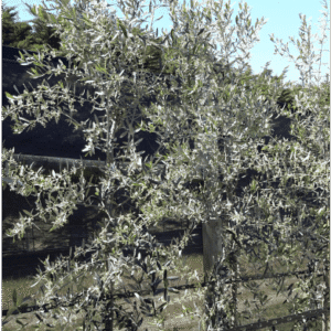 Kalamata Olive